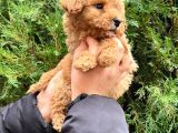 Kalite   Toy Poodle Yavrularimiz