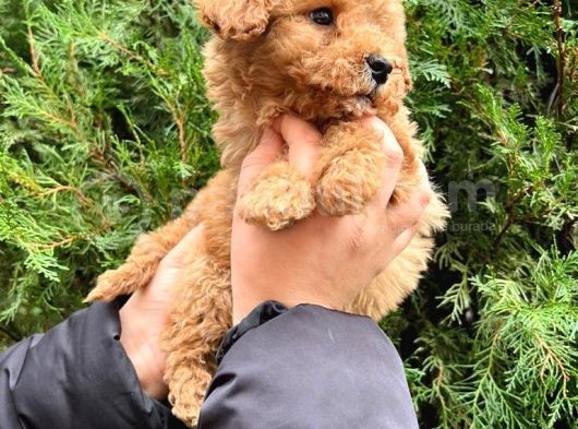 Kalite   Toy Poodle Yavrularimiz görsel