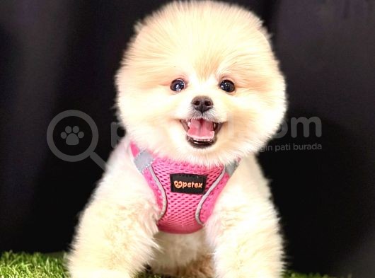 Boo pomeranian bebeklerimiz