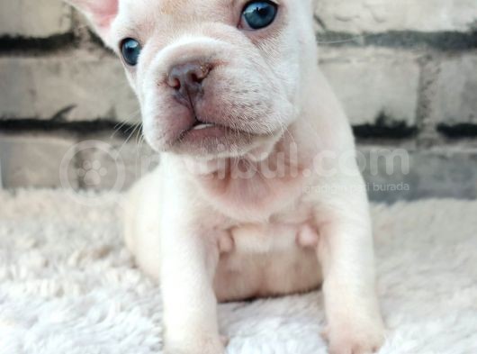 Süper Kalite Ve Muhteşem Güzellik French Bulldog Platinyum E görsel