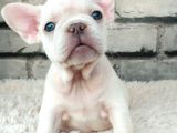 Süper Kalite Ve Muhteşem Güzellik French Bulldog Platinyum E