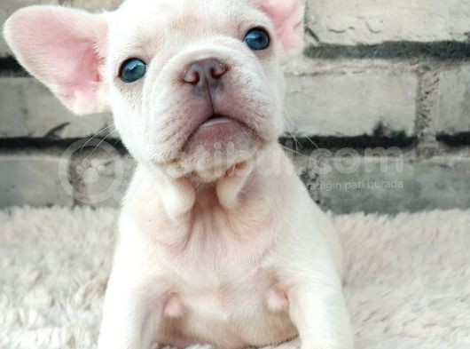 Süper Kalite Ve Muhteşem Güzellik French Bulldog Platinyum E görsel