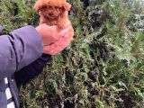 Üst Kalite Kore Kanı Toy Poodle Yavrularimiz