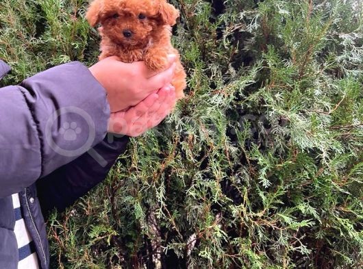 Üst Kalite Kore Kanı Toy Poodle Yavrularimiz görsel