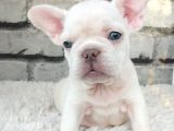 Süper Kalite Ve Muhteşem Güzellik French Bulldog Platinyum E