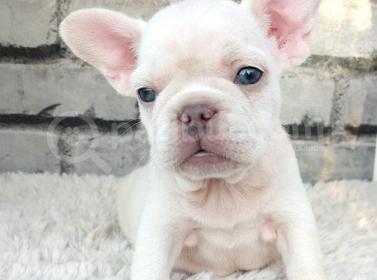 Süper Kalite Ve Muhteşem Güzellik French Bulldog Platinyum E görsel