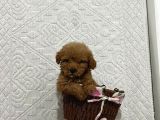 Mükemmel Kalitedeki Toy Poodle Yavrularımız