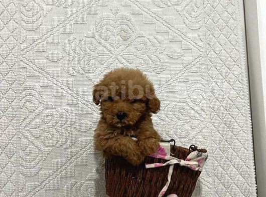 Mükemmel Kalitedeki Toy Poodle Yavrularımız görsel