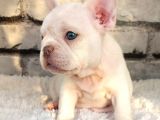 Süper Kalite Ve Muhteşem Güzellik French Bulldog Platinyum E