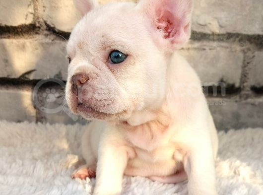 Süper Kalite Ve Muhteşem Güzellik French Bulldog Platinyum E görsel