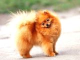 POMERRİAN BOO AYI SURATLI 