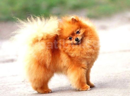 Pomerri̇an Boo Ayi Suratli 