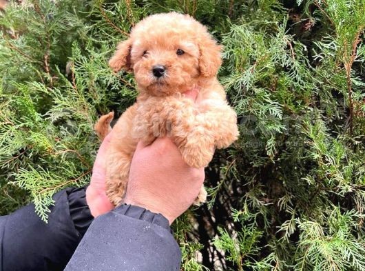Kalite   Toy Poodle Yavrularimiz