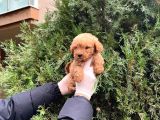 Kalite   Toy Poodle Yavrularimiz