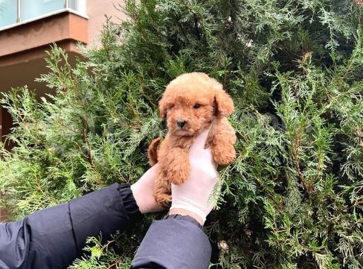 Kalite   Toy Poodle Yavrularimiz görsel