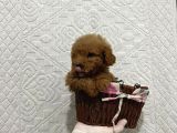 Mükemmel Kalitedeki Toy Poodle Yavrularımız