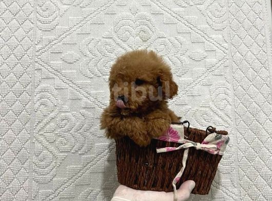 Mükemmel Kalitedeki Toy Poodle Yavrularımız