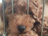 A Scr Muhteşem Toy Poodle  Yavrularimiz