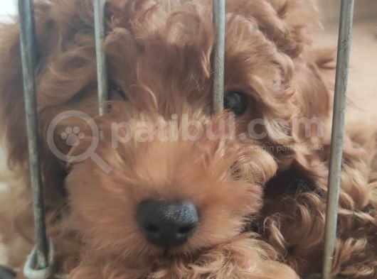 A Scr Muhteşem Toy Poodle  Yavrularimiz görsel