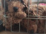 A Scr Muhteşem Toy Poodle  Yavrularimiz