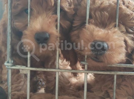 A Scr Muhteşem Toy Poodle  Yavrularimiz görsel