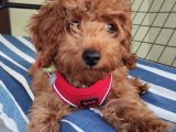 A Scr Muhteşem Toy Poodle  Yavrularimiz