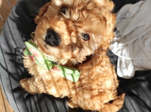 A Scr Muhteşem Toy Poodle  Yavrularimiz görsel