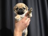 Pug Mobs Yavruları Aşılı Karneli