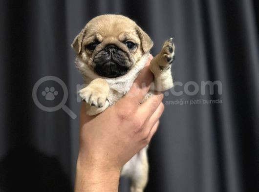 Pug Mobs Yavruları Aşılı Karneli