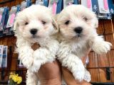 Bembeyaz Maltese Terri̇er 0 Numara