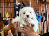 Bembeyaz Maltese Terri̇er 0 Numara