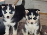 A kalite Husky Yavrularımız