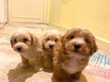 MALTİPOO TEACUP TATLI YAVRULARIMIZ