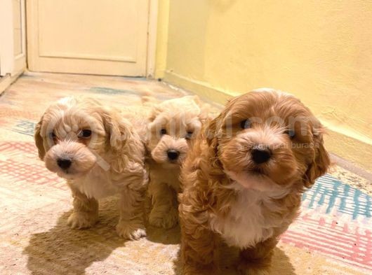 Malti̇poo Teacup Tatli Yavrularimiz