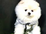 Boo Pomeranian Bebeklerimiz