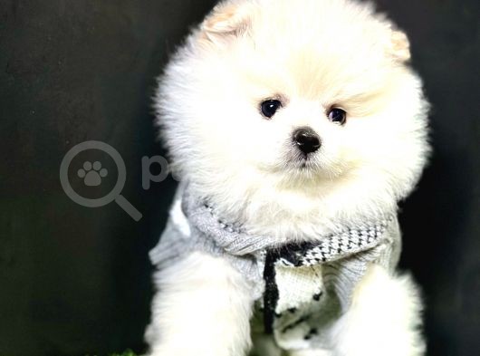 Boo Pomeranian Bebeklerimiz görsel