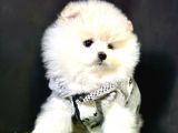 Boo Pomeranian Bebeklerimiz