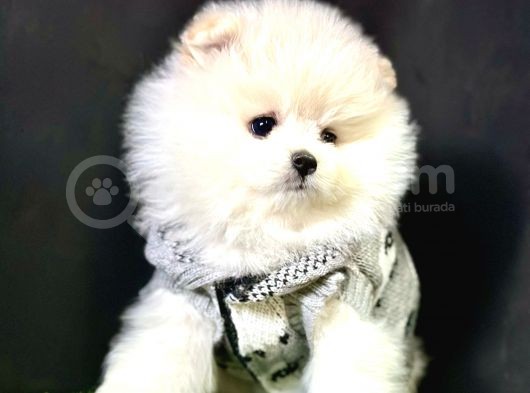 Boo Pomeranian Bebeklerimiz görsel