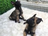 A Kalite Belçika Kurdu Yavrularımız
