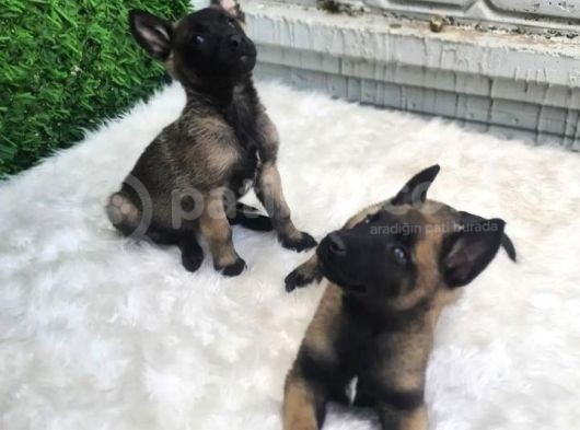 A Kalite Belçika Kurdu Yavrularımız görsel