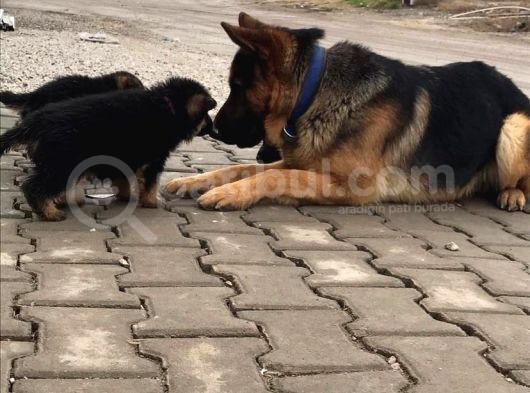 Orjinal A Sınıfı Alman Kurdu Erkek Ve Dişi