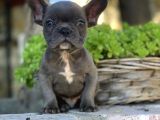 BLUE FRENCH BULLDOG  YAVRULARI
