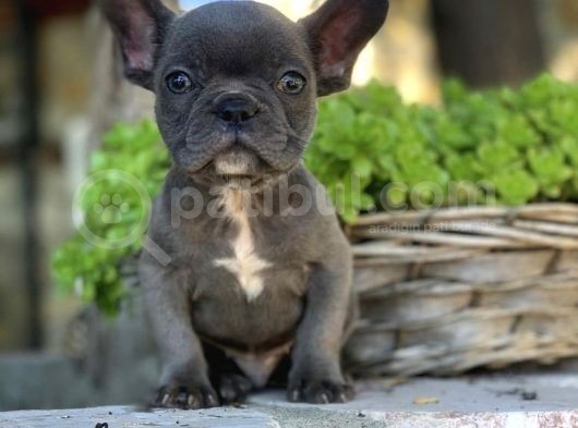 Blue French Bulldog  Yavrulari