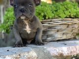 Blue French Bulldog  Yavrulari