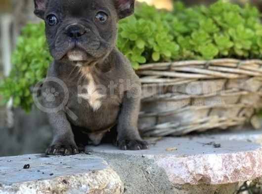 Blue French Bulldog  Yavrulari görsel