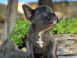 Blue French Bulldog  Yavrulari