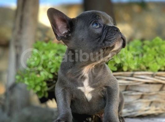 Blue French Bulldog  Yavrulari görsel