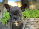 Blue French Bulldog  Yavrulari