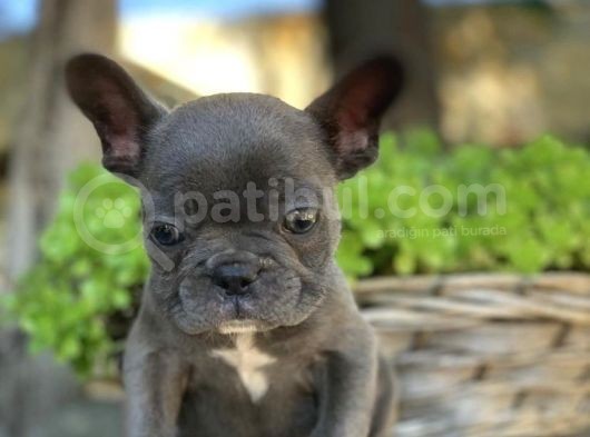 Blue French Bulldog  Yavrulari görsel