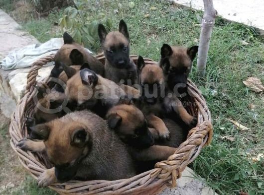 Sepet Dolusu Mali̇noi̇s  Yavrulari görsel